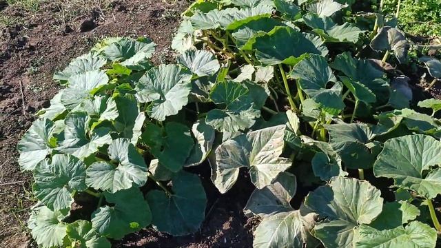 Внешний вид листьев и плода гигантской тыквы. Огород. ? смотреть онлайн