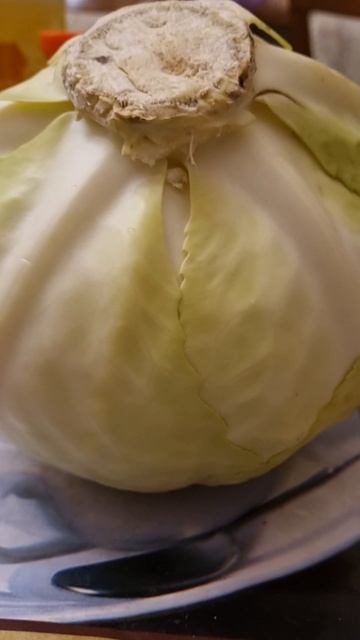 КАПУСТА! Когда сажать РАССАДУ!🌞#сад #огород #капуста #? смотреть онлайн