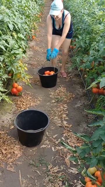 #село #огород #я ☺️ смотреть онлайн