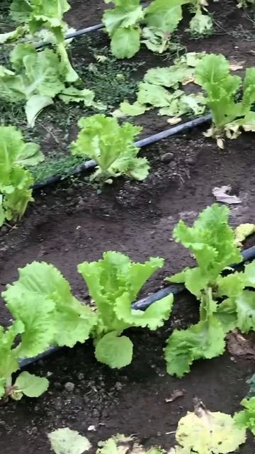 Салат 🥬 зимой 30р смотреть онлайн