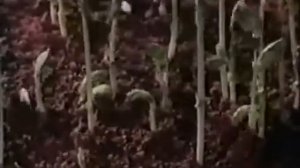 Учебный фильм 'Развитие растения из семени'