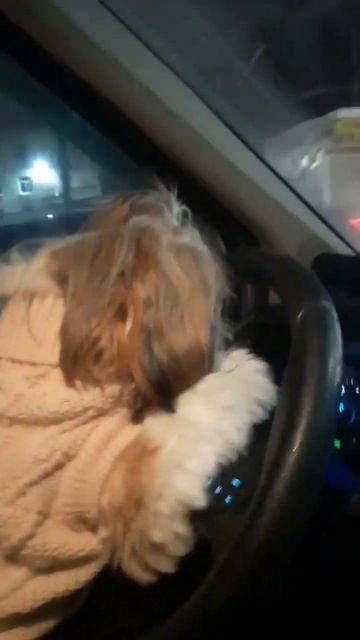 Эх, прокачу!😀 #шитцу #смешныеживотные #моменты #собака смотреть онлайн