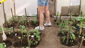 Опрыскивание высаженных в теплицу томатов препаратом