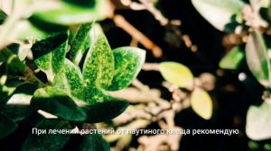 Самшит осенью. Проблемы. Решение.