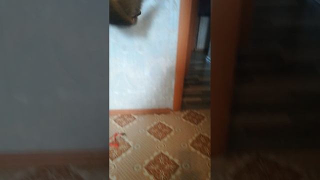 VIDАСЬКА