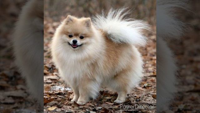 немецкий шпиц