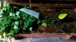 Крапивный веник  Как связать  Как запарить  Польза или