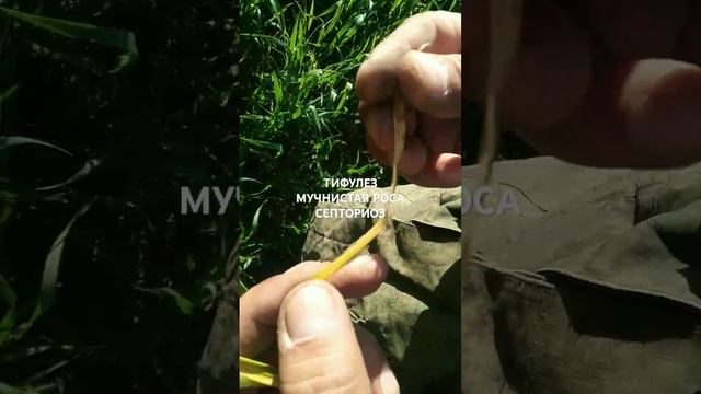 Болезни зерновых озимых 23.05