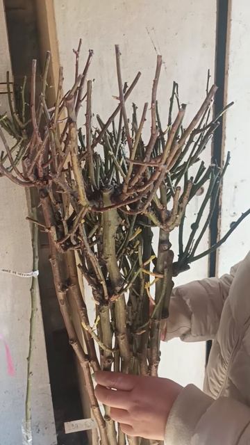 Поставка штамбовых роз ОКС производство Сербия март 20 смотреть онлайн