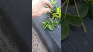 Подкормка клубники фосфорными удобрениями по капле.