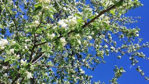 Весна в ярких красках. Яблоня в цвету. Май 2025