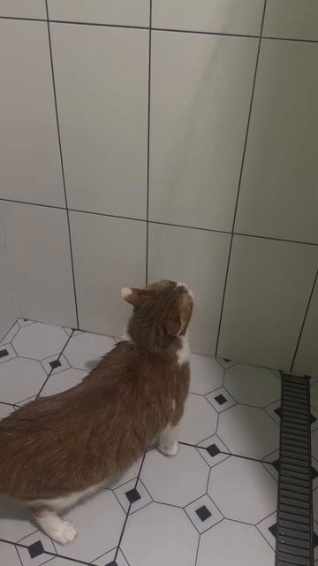 Обучаю онлайн шить нижнее белье 🔥 #курсышитья #sewing #по смотреть онлайн