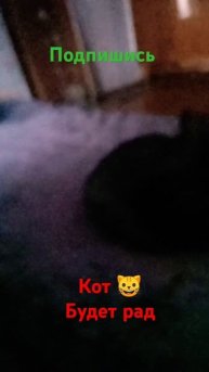 чудо кот