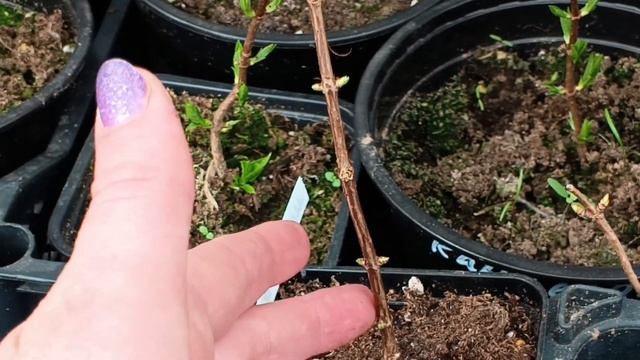 10 апреля 25 г. -7 мороза Саженцы метельчатой гортензии в?