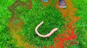 Мистер Макс Макс и Катя хотят быть выше и кататься на квадроциклах