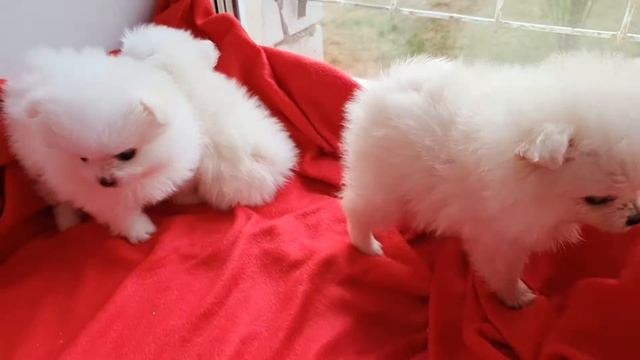 продаются девочки шпица смотреть онлайн