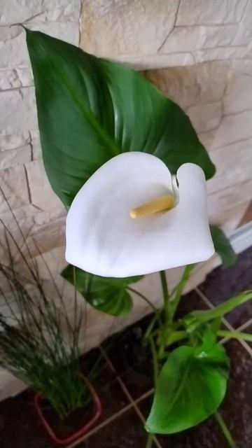 Цветение каллы #shorts #kalla #flowers смотреть онлайн