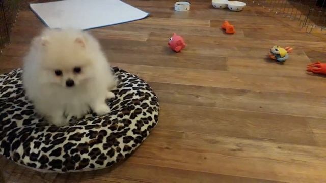 Щенок шпица смотреть онлайн