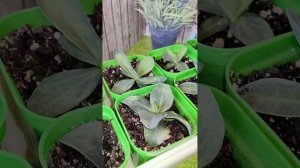 Пятна на листьях эустомы, как спасти растение.