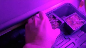 Сезон 2025 открыт. 🙂Томаты микрогномы.🍅