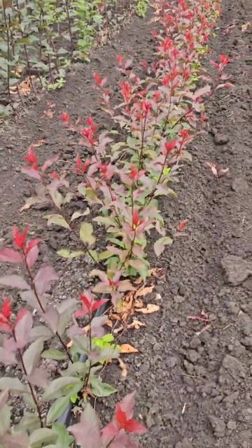 Слива колоновидная Цистена Россия | Small Gardens смотреть онлайн