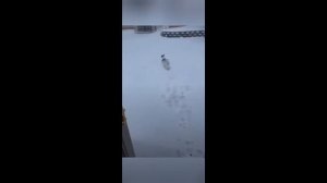 Приколы с животными