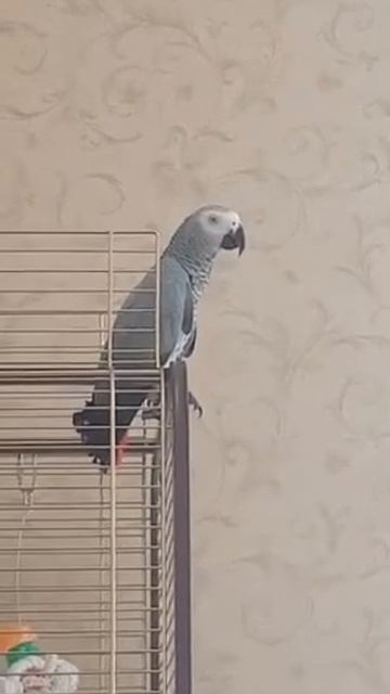 Песня. Постой паровоз... смотреть онлайн