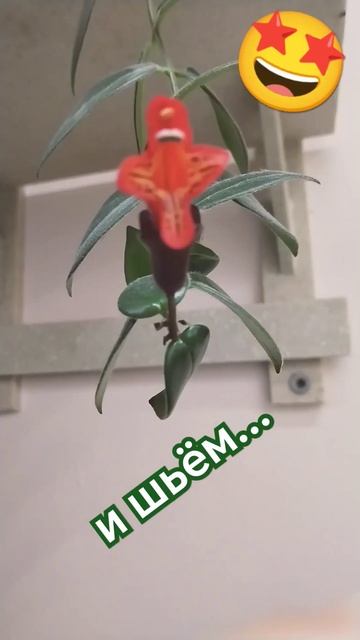 #цветыдлядома #шьём 😊 смотреть онлайн