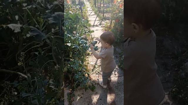 огород собрала