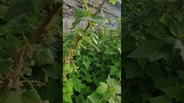 ХОЛОДНО ЮЖНОЙ УРАЛ 🍅🥒🌶️🫑🪣🌿💯❤️... смотреть онлайн