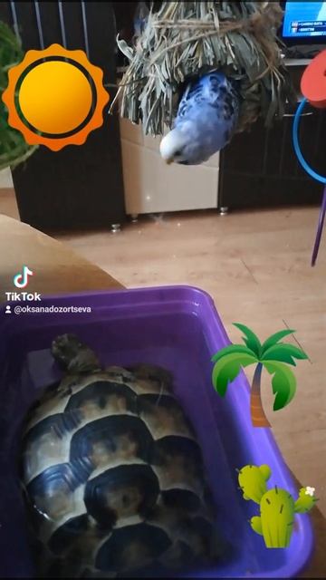 встреча #доброеутро #черепаха #shorts #любовь #смешные #юм? смотреть онлайн