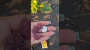 2 Часть. Малина Глен Кое летний сорт