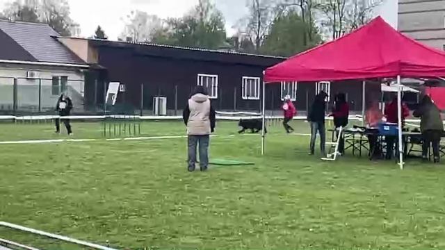 ЮНИОРЫ КОБЕЛИ ДШ / КЧК СМОЛЕНСК 1 мая`25 Е.Силаева Моно немецких овчарок