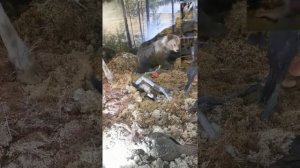 Музей Кивач