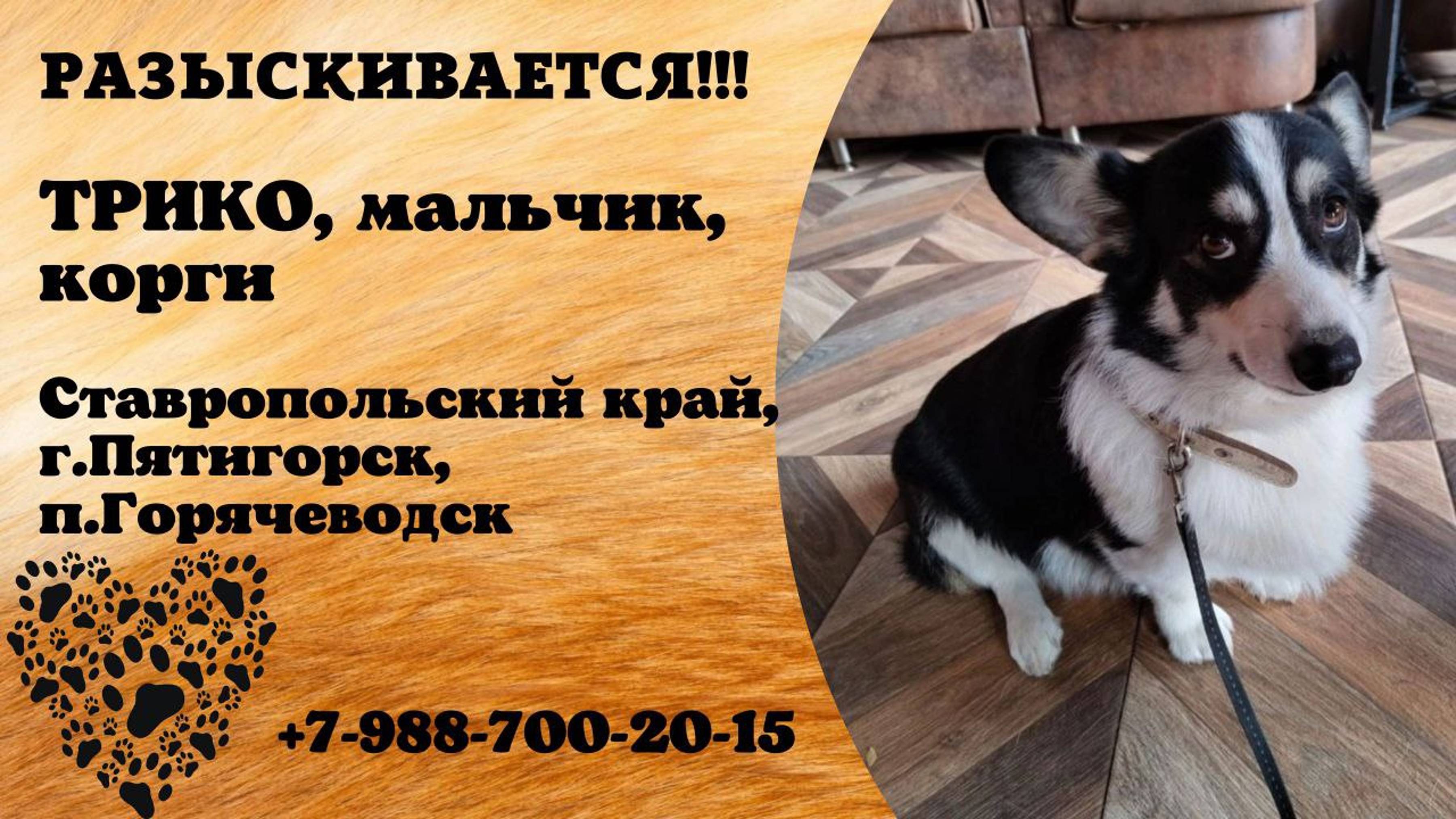 Пропала собака! ТРИКО.  Мальчик. Корги. Ставропольский край, г. Пятигорск, п. Горячеводск