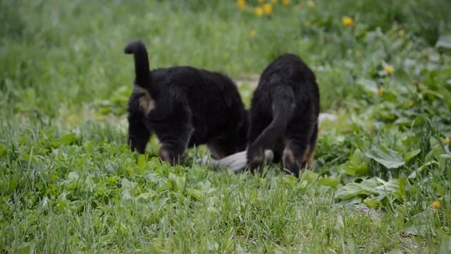 Ошки))) 45 дней!!! смотреть онлайн