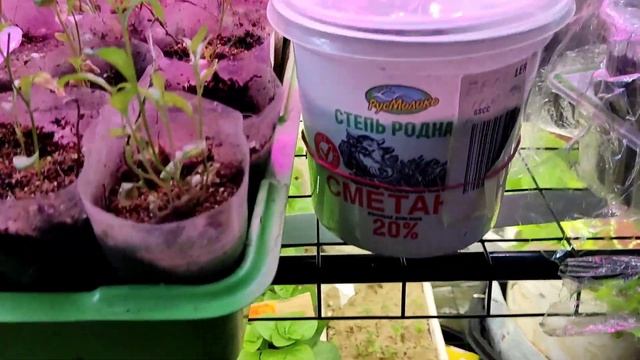 29.03.23.Всходы клематиса. смотреть онлайн