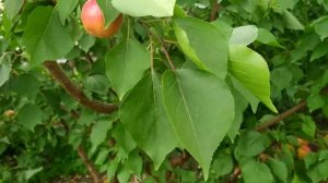 Абрикос Биг Ред. Ранний.