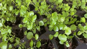 Когда сеять лобелию? Не пропустите сроки для раннего ц