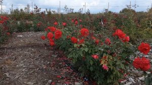 Роза Красный Конь.Питомник Роз Полины Козловой rozarium.biz