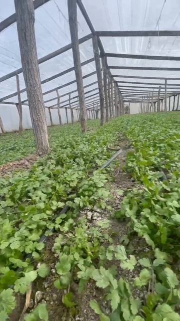 Кинза в теплице смотреть онлайн