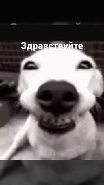 хорошего дня #день #хорошийдень #приколы