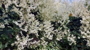 Горец Бальджуанский.Растет у меня 7 лет.Посадила бы я его снова?