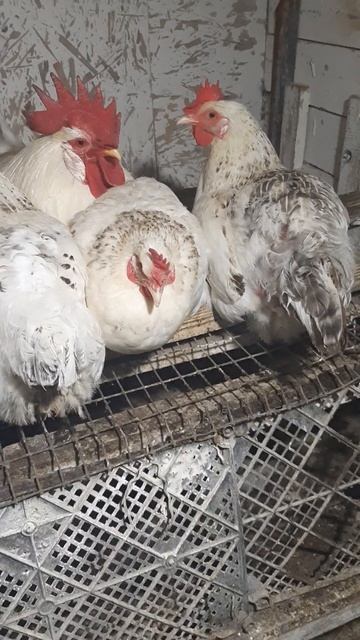 Куры в курятнике вечером! #курынесушки #chick #chicken #март смотреть онлайн