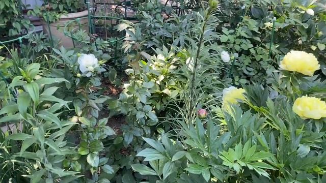 Paeonia Itoh Hybrid Bartzella пион Бартзелла в моем саду 2024г
