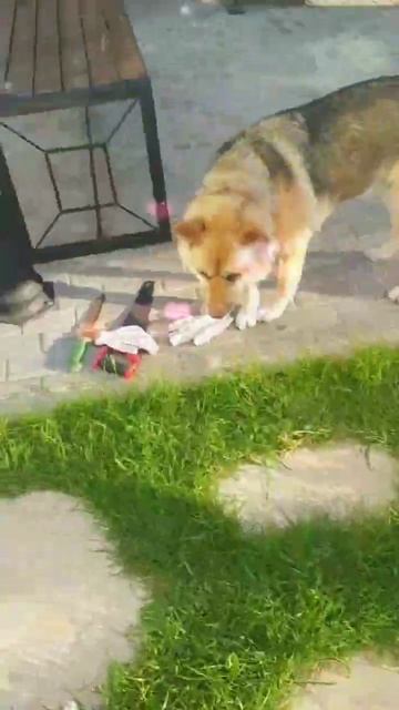 The dog listens about the renovation of the porch to(Собака слушает о ремонте