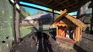 СПЕЦИАЛИСТ  в ДЕЛЕ ! СПОКОЙНАЯ ЖИЗНЬ в ГЛУХОЙ БЕЛОРУССКОЙ ДЕРЕВНЕ в ЛЕСУ