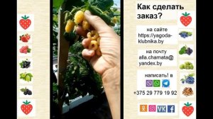 Ремонтантная сладкая малина Светлячок