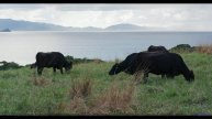 Музыка, которая превращает лес в ваше личное убежище! - Oopsy Daisy -- Forget the Whale -- You. Me.