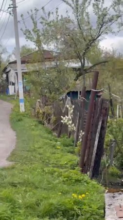 Лось в Яхроме.